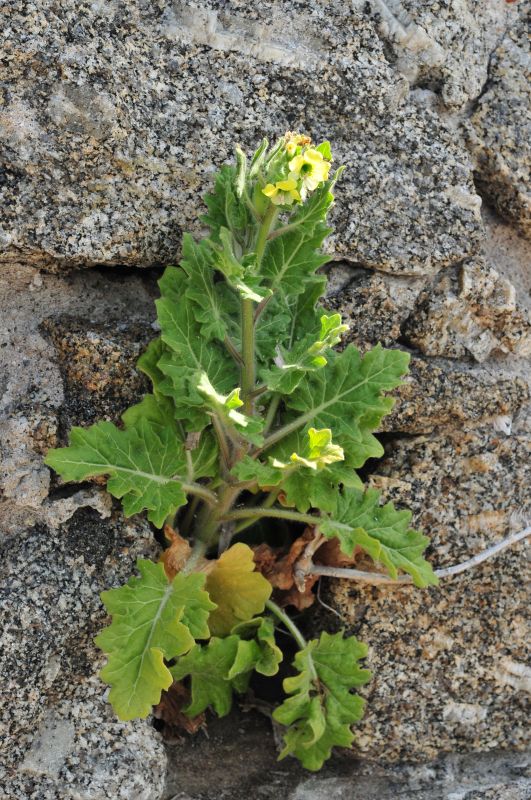 Hyoscyamus albus - Giusquiamo bianco